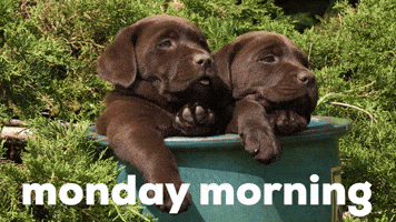 Video gif. Two chocolate lab puppies sitting in a bin outside, with one of them yawning.