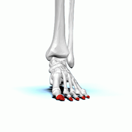 areas where two or more bones join together