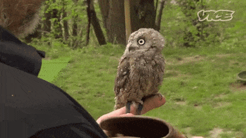 scared owl GIF by VICE Media Spain