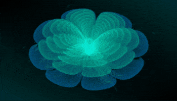 Blue Lotus GIF