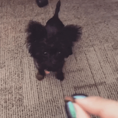 gimme dogtricks GIF by Shelly Saves the Day