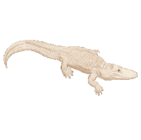 Alligator Sticker