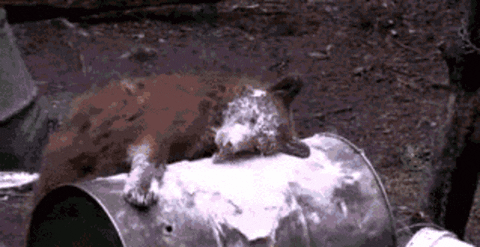cocaine GIF - cocaine GIF