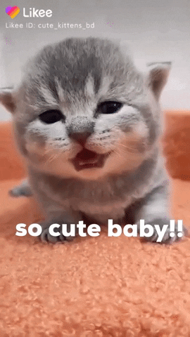 Cats Kitten GIF by Likee US