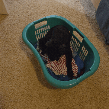 Casper GIF