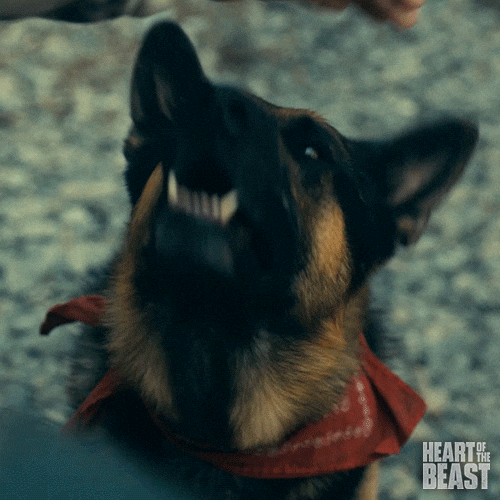 Paramount Pictures Petting A Dog GIF by Heart of the Beast