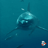 Great White Swimming GIF by Shark Week