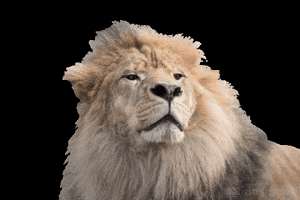 Grad Student Roar Lions GIF by UNA Graduate and Online Education