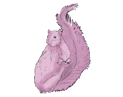 Squirrel Sticker by Bendigo Fletcher