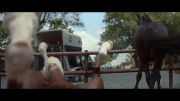coxy lol laughing horse horses GIF
