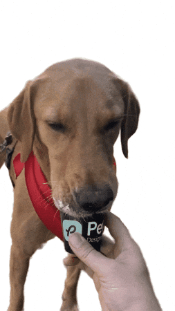 Petscribers GIF