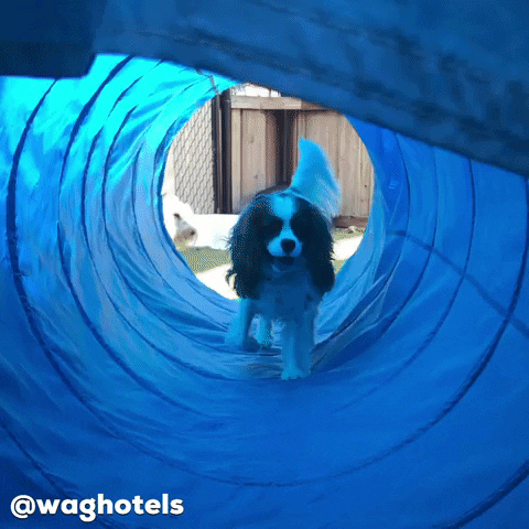 Um túnel no quintal vai atiçar a curiosidade do doguinho!