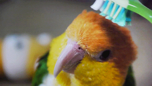 Jaká slova nebo věty byste naučili svého papouška