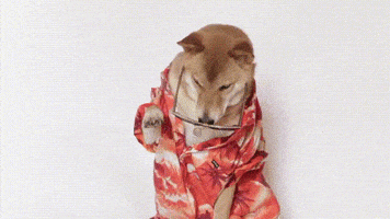Shiba Inu Dog GIF by Shibetoshi Nakamoto
