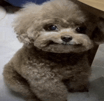 Dog Pet GIF