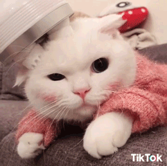 Cat Love GIF by TikTok - Find & Share on GIPHY