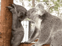 Animal-kiss GIFs - Get the best GIF on GIPHY