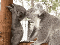 Animal-kiss GIFs - Get the best GIF on GIPHY Animal-kiss GIFs - Get the best GIF on GIPHY