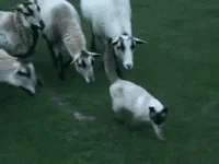 cat sheep GIF