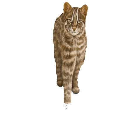Animated Sticker