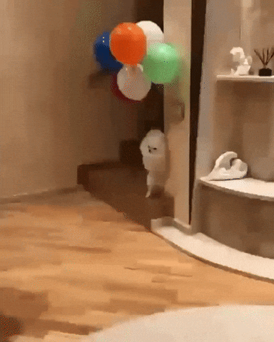 Gif s bílým špicem, kterého barevné nafukovací balónky zvedají vzhůru ke stromu kolem rohu zdi. 