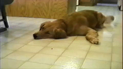 Dog Fail GIF by Americas Funniest Home Videos - Find 