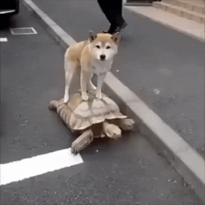 giphy.gif?cid=4d1e4f29f7df8423c5ef5ea89782309214584ef9b89d0d3c&rid=giphy.gif