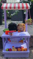 Vegetables National Pet Day GIF by Storyful