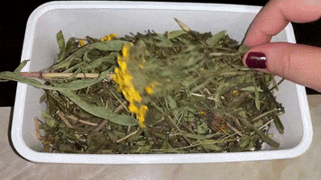 Pericon GIF