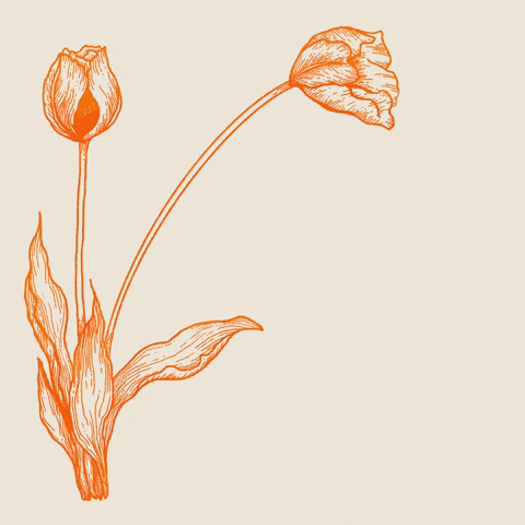 Flowers Tulip GIF