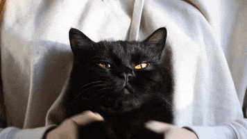 Cat GIF