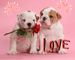 Eu Te Amo Love GIF by bulldogclub