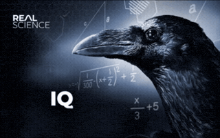 Youtube Bird GIF
