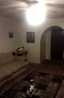 cats turning off GIF