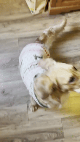 Happy GIF