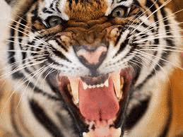 angry tiger GIF