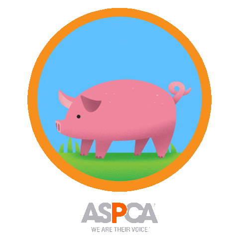 Farm Animal Pig Sticker by ASPCA