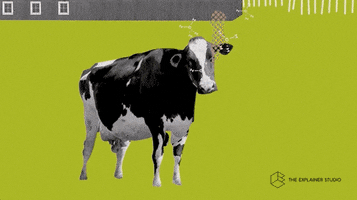 Animation Cow GIF by The Explainer Studio