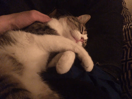 Cat Pet GIF
