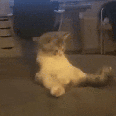 Baby Cat GIF