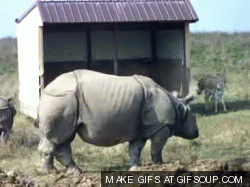 rhino