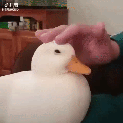 pet duck GIF