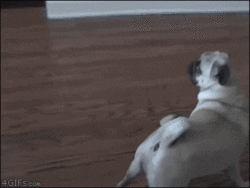 Dog Surprise GIF - Find & Share on GIPHY