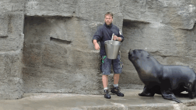 sea lions GIF