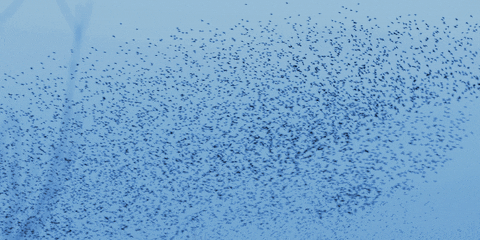 Starlings GIFs - Get the best GIF on GIPHY
