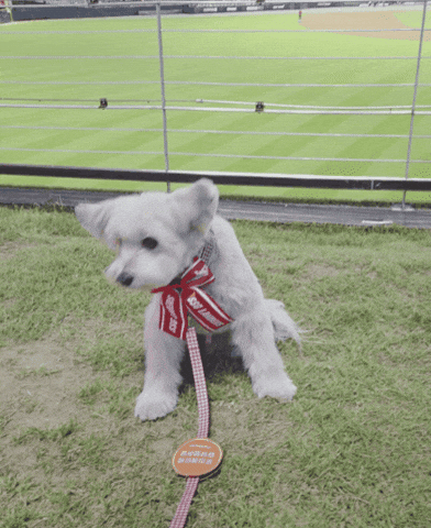 Dog Baseball GIF