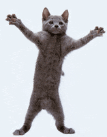 dance cat GIF