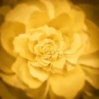 yellow loop GIF