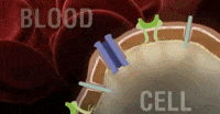 hormones-physiology-insulin-BL20fmHMAlnlS