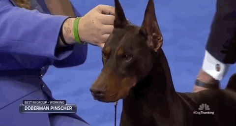 doberman pinscher meaning, definitions, synonyms